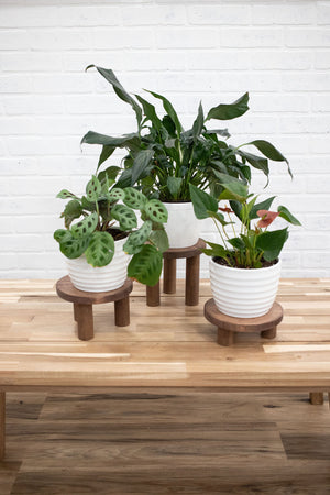 Pedestal Plant Stands, Set of 3 Wood Risers